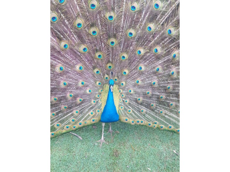 212 Gallaghers Lane, Ashby Heights NSW 2463