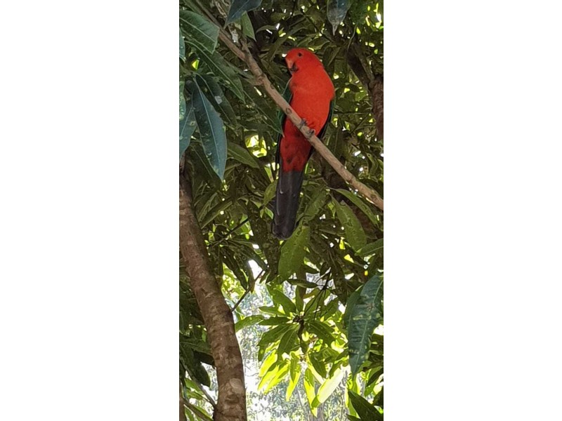 212 Gallaghers Lane, Ashby Heights NSW 2463