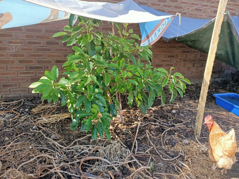 182 Spearwood Avenue, Spearwood WA 6163