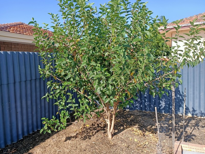 182 Spearwood Avenue, Spearwood WA 6163