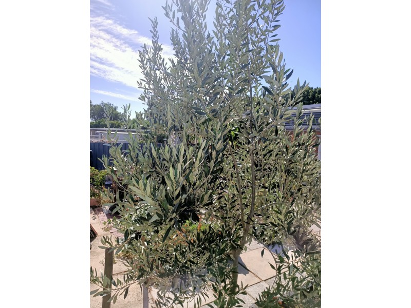 182 Spearwood Avenue, Spearwood WA 6163