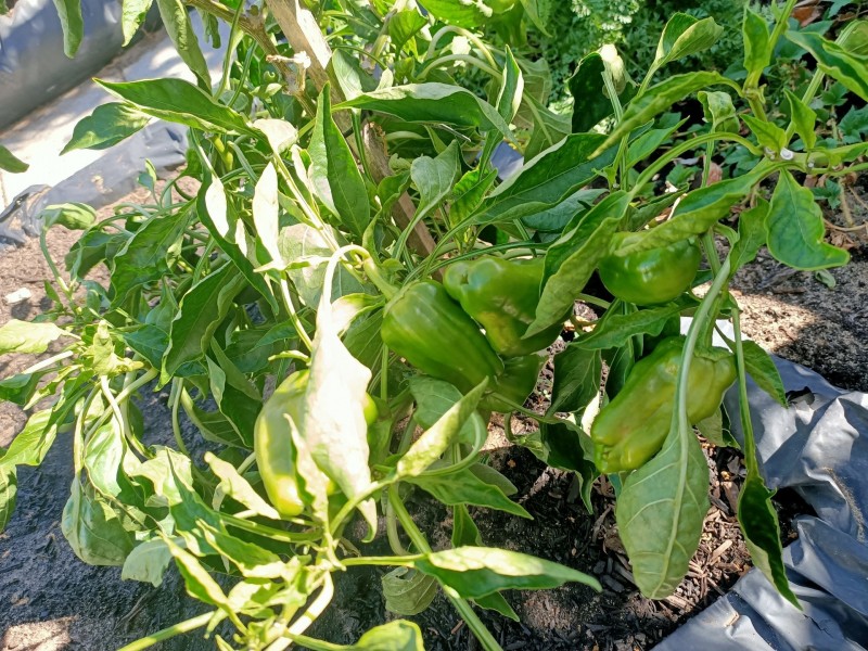 182 Spearwood Avenue, Spearwood WA 6163