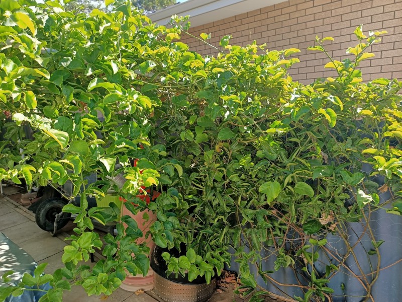 182 Spearwood Avenue, Spearwood WA 6163