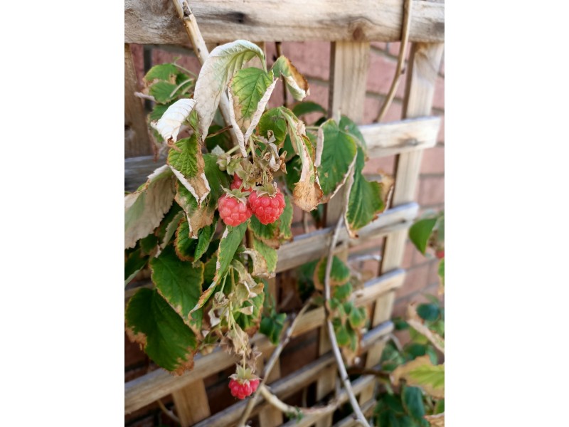 182 Spearwood Avenue, Spearwood WA 6163