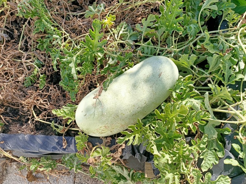 182 Spearwood Avenue, Spearwood WA 6163