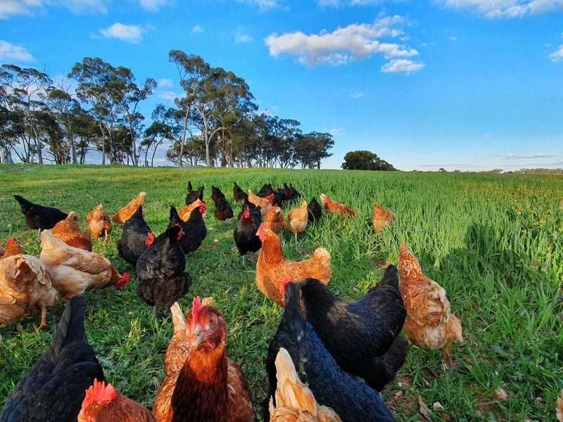 Burrows Road, Woodstock On Loddon VIC 3551