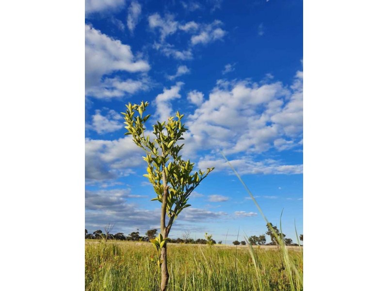 Burrows Road, Woodstock On Loddon VIC 3551