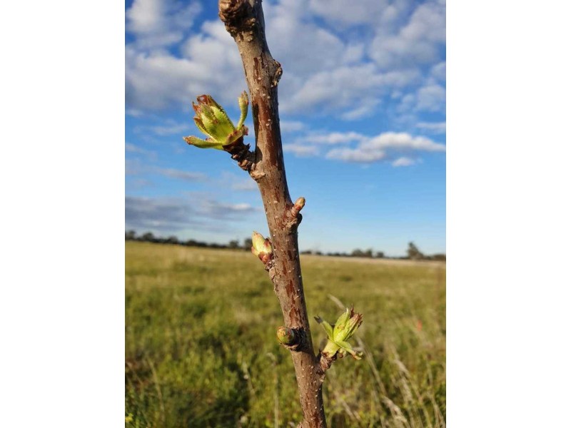 Burrows Road, Woodstock On Loddon VIC 3551