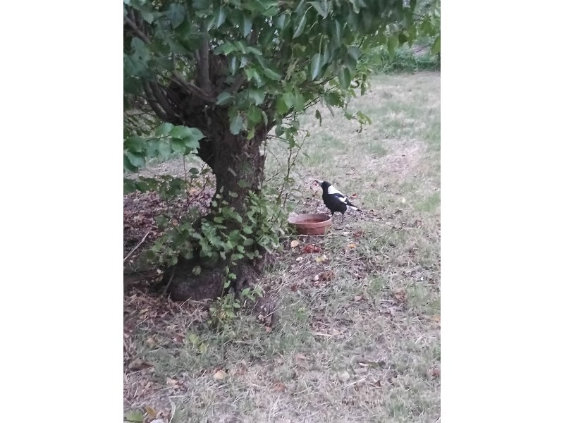 7 Thomas Street, Ironbark VIC 3550