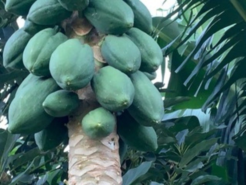 134 Killaloe Rd, Green Pigeon NSW 2474