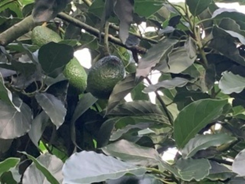 134 Killaloe Rd, Green Pigeon NSW 2474