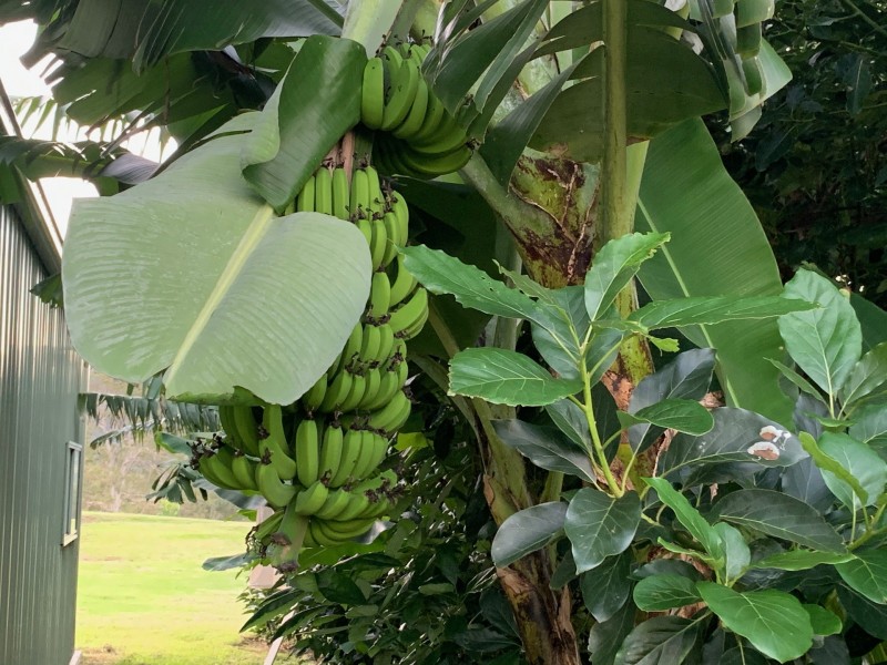 134 Killaloe Rd, Green Pigeon NSW 2474