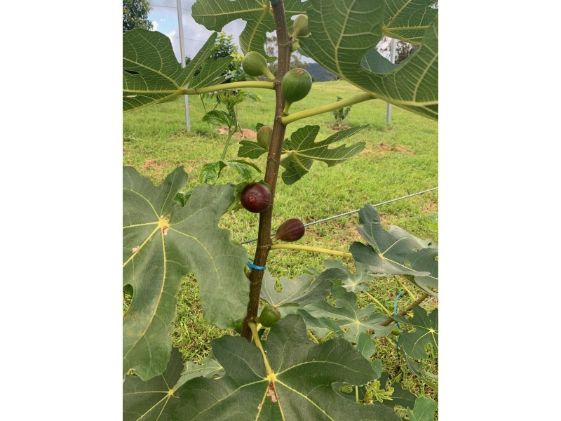 134 Killaloe Rd, Green Pigeon NSW 2474