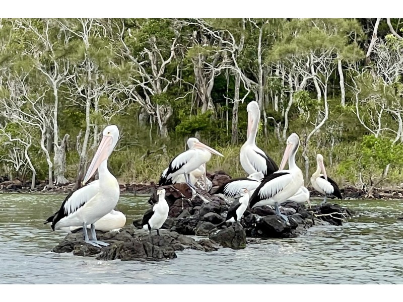 164 Eumarella Road, Weyba Downs QLD 4562