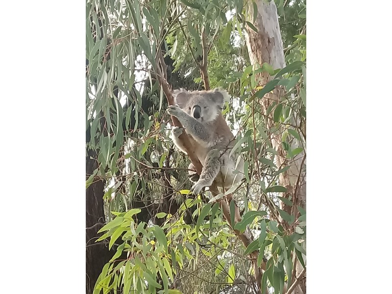 812 Mount Russell Road, Inverell NSW 2360