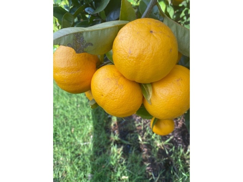 70 Frenchman Bay Road, Mount Elphinstone WA 6330