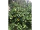 63 Leichhardt Circuit, Forest Lake QLD 4078