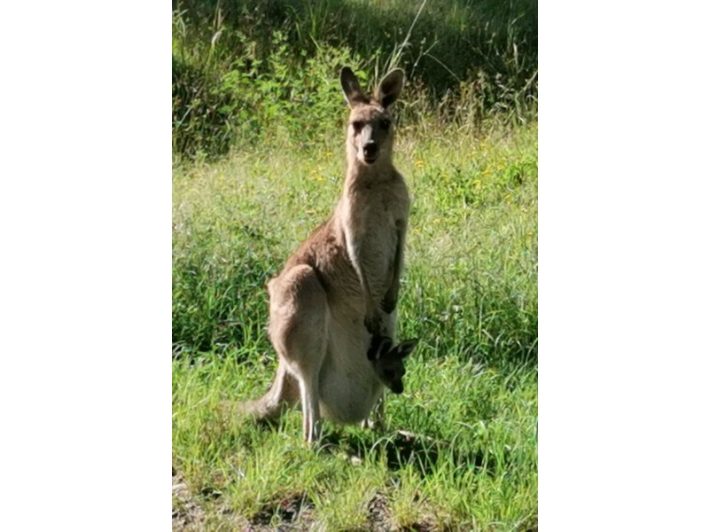 Nana Glen NSW 2450