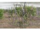 784 Calliope River Road, West Stowe QLD 4680