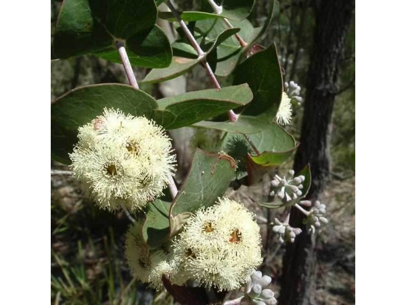 22 Coventry Rise, Howrah TAS 7018