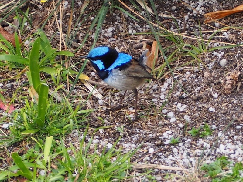 3/49 Burgess Street, Bicheno TAS 7215