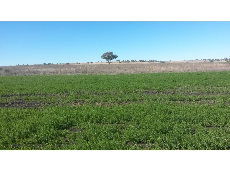 Warialda NSW 2402