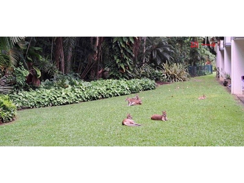 221/305-341 Coral Coast Drive, Palm Cove QLD 4879