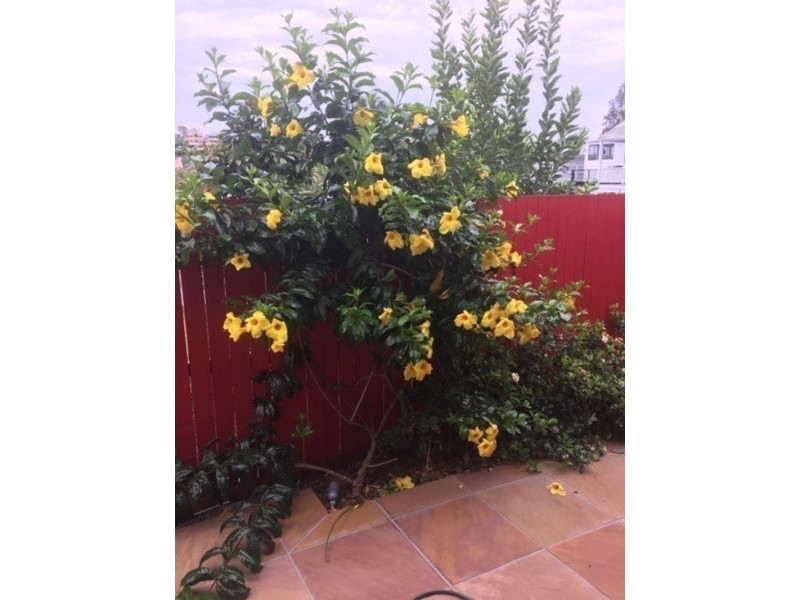 31 Charteris Street, Paddington QLD 4064