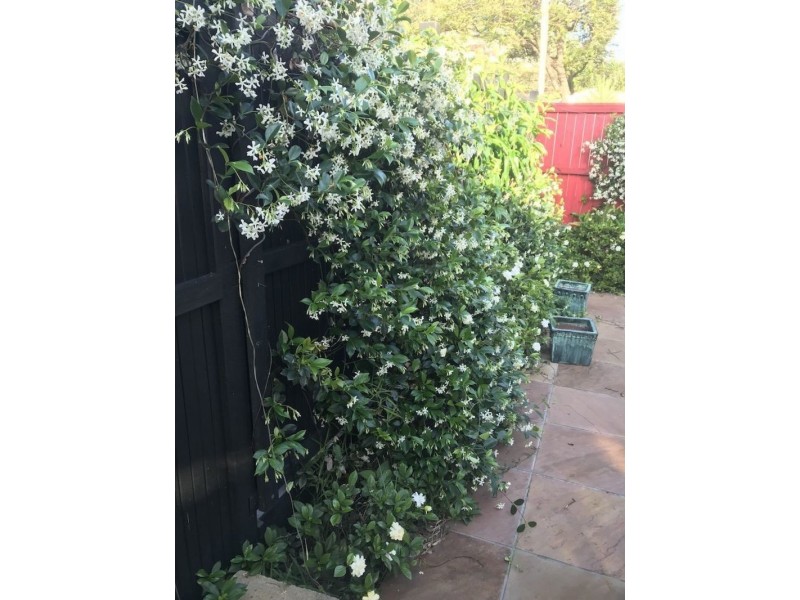 31 Charteris Street, Paddington QLD 4064