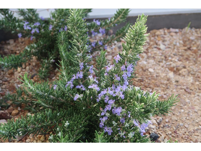 302/61 Rose Street, Fitzroy VIC 3065