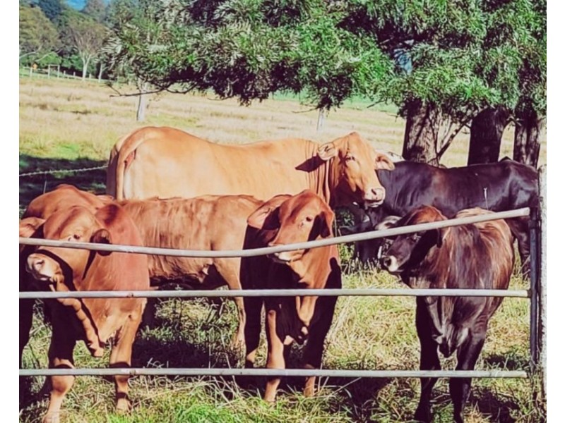 63 Sutton Road, Coolabine QLD 4574