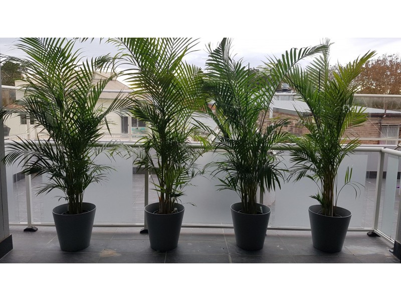 1/18-20 Waterloo Street, Narrabeen NSW 2101