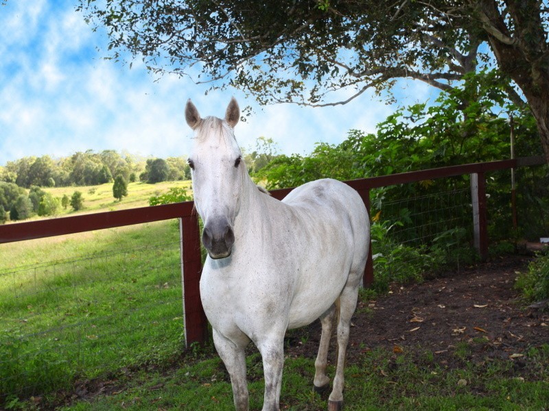 2 Crystal Creek Road, Willow Vale QLD 4209