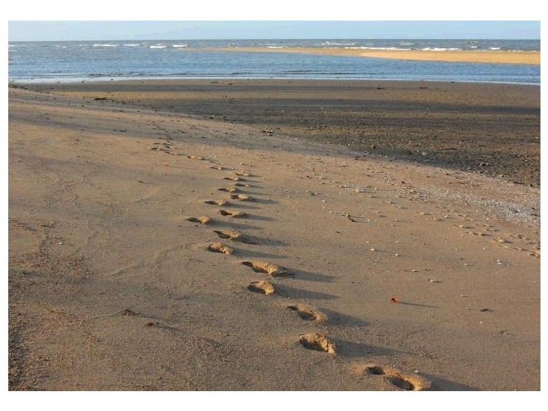 39 Saltwater Drive, Toomulla QLD 4816