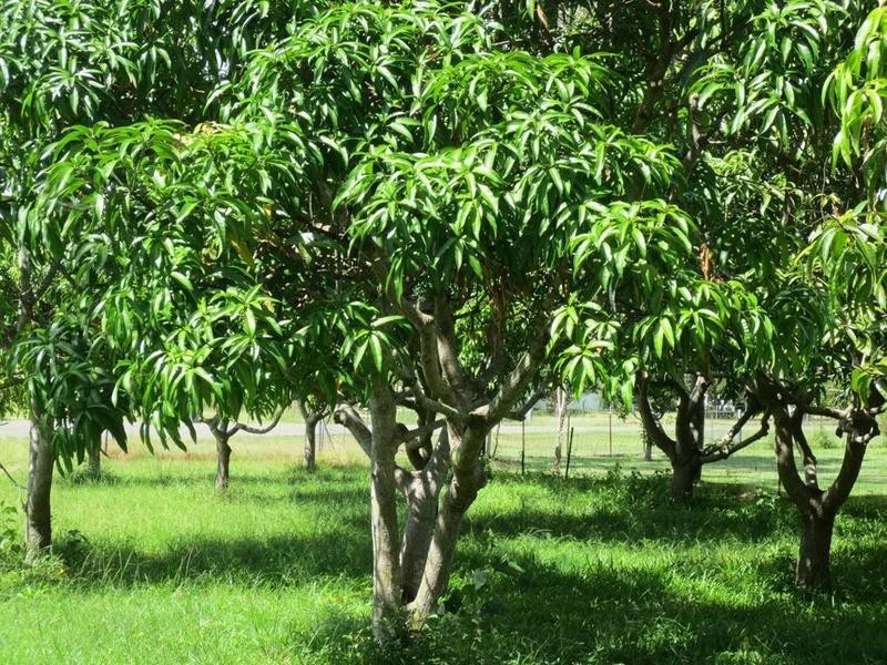 11  Lorne Court, Bluewater QLD 4818