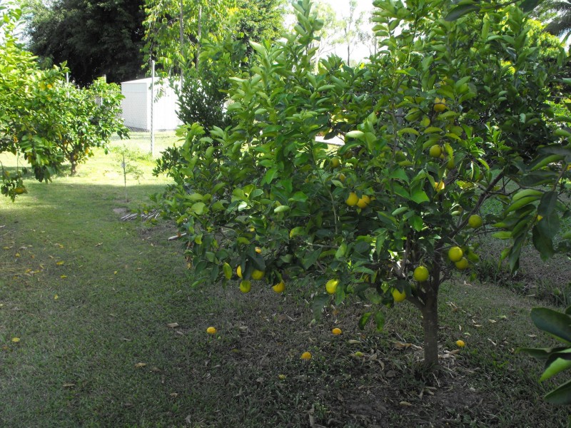 27 Mount Margaret Drive, Rangewood QLD 4817