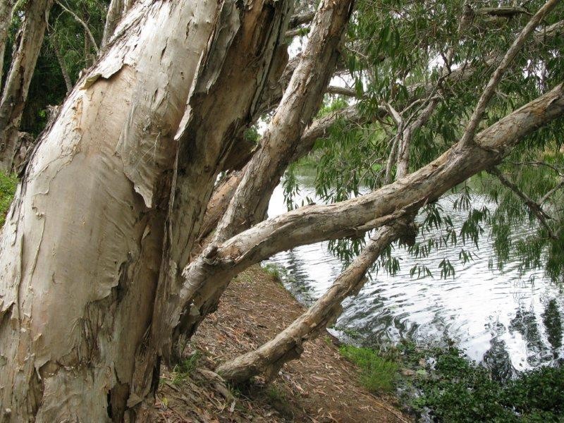 39 Framara Drive, Kelso QLD 4815