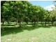 45 Williams Road, Alligator Creek QLD 4816