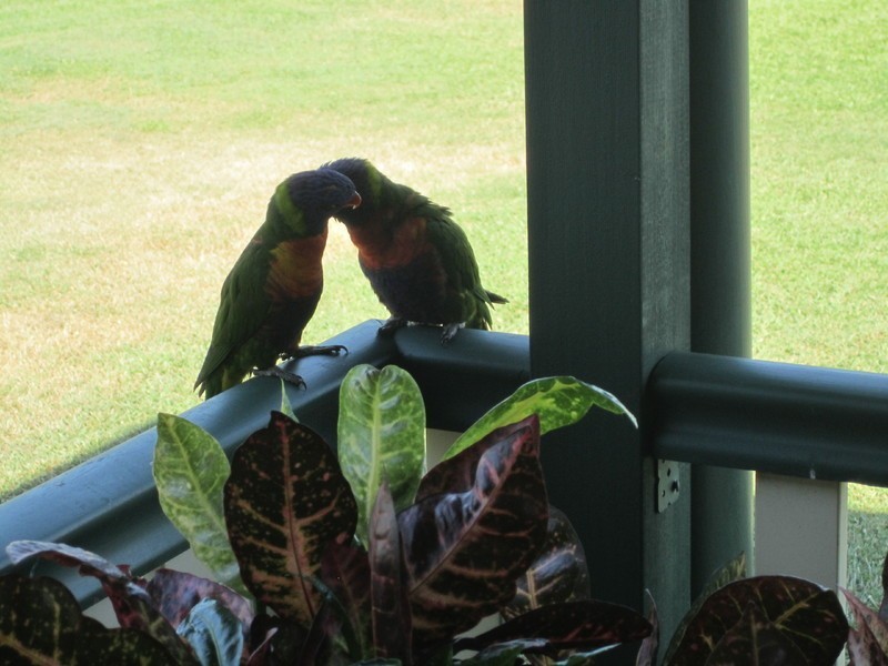 5 Rachael Court, Alice River QLD 4817