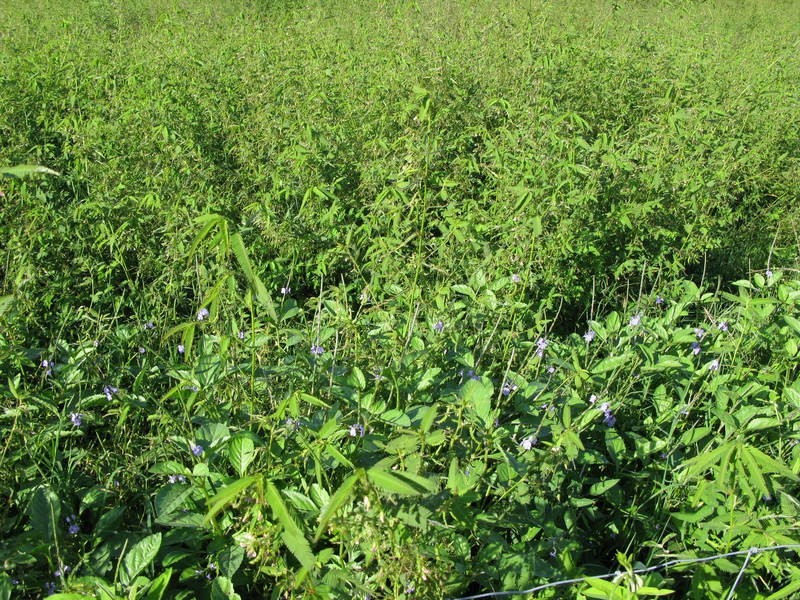 112 Toscavale Road, Black River QLD 4818