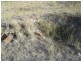 Karara QLD 4352