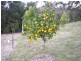 2675 Springbrook Road, Springbrook QLD 4213