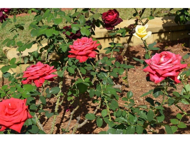 13 Red Gum Close, Mount Sheridan QLD 4868