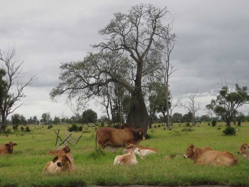 Blackwater QLD 4717