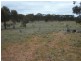 Lot 1 Dip Lane, Wedderburn VIC 3518