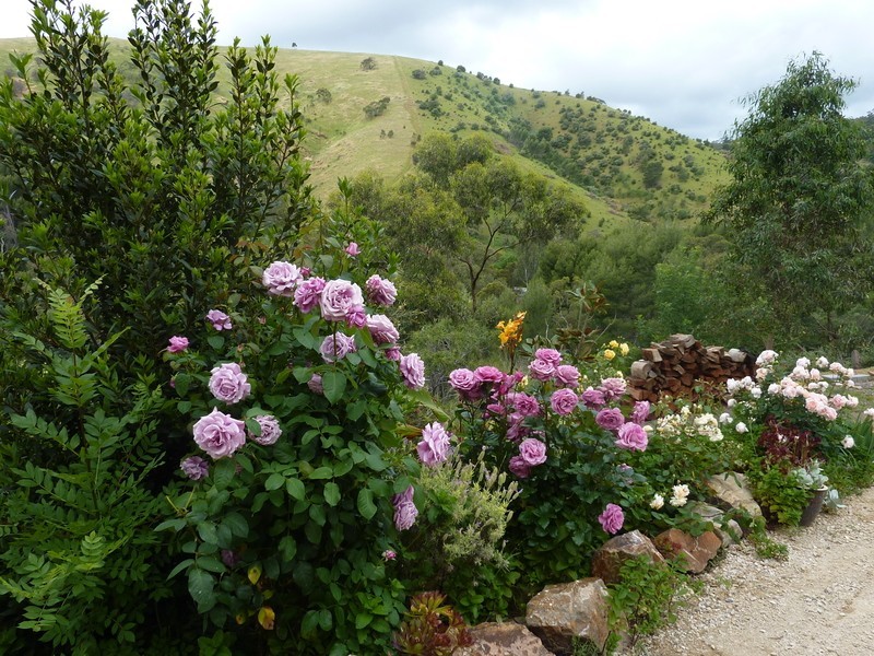 25 Lisburne Avenue, Mitcham SA 5062