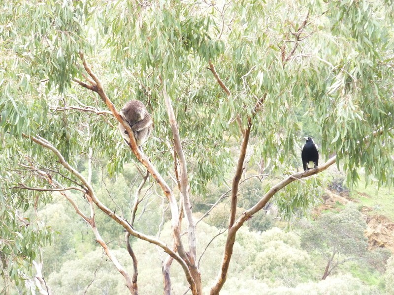 25 Lisburne Avenue, Mitcham SA 5062