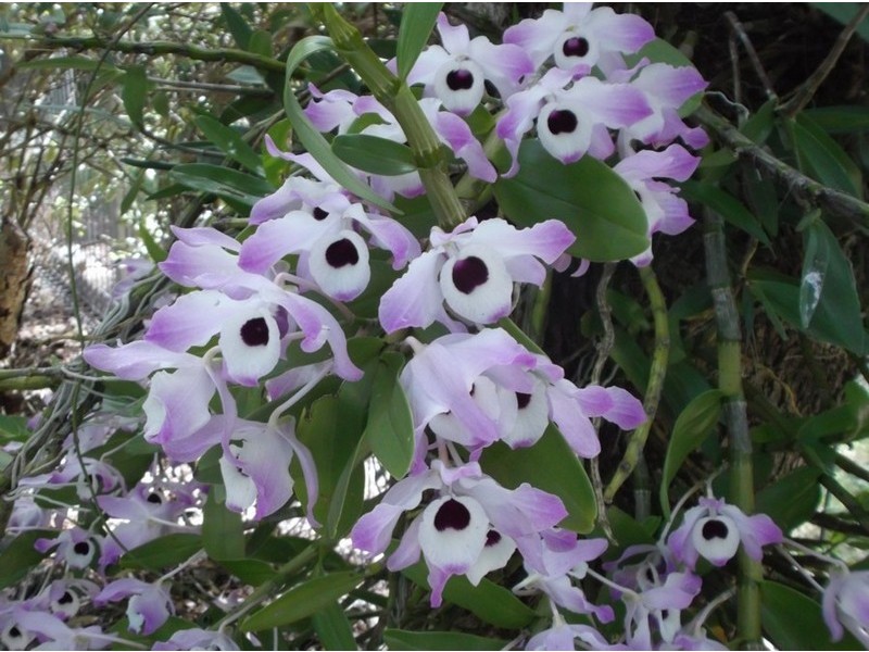 24 Abercrombie St, Leumeah NSW 2560