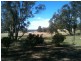 1712 Gamble Creek Road, Binnaway NSW 2395