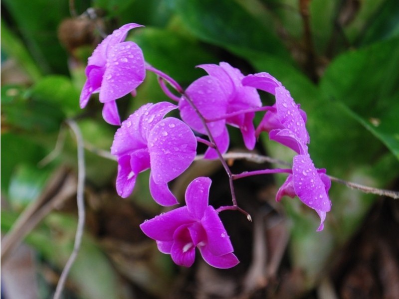 50 Moorbell Street, Tarragindi QLD 4121